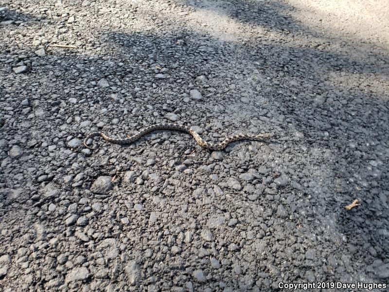 Black Ratsnake (Pantherophis obsoletus)