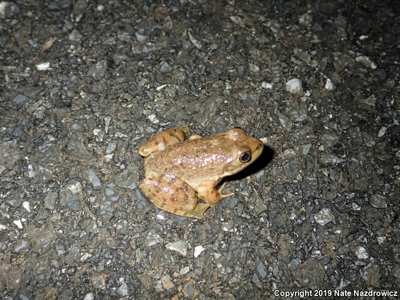 American Bullfrog (Lithobates catesbeianus)