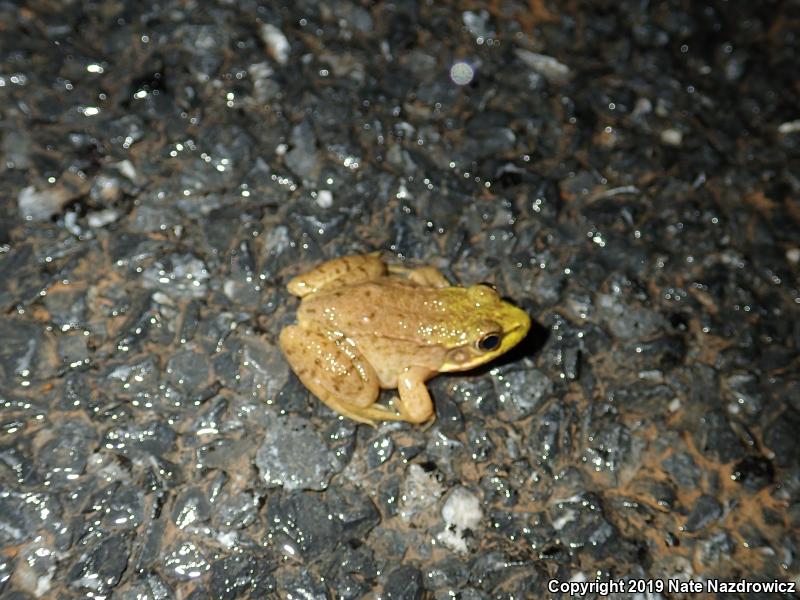 Green Frog (Lithobates clamitans)