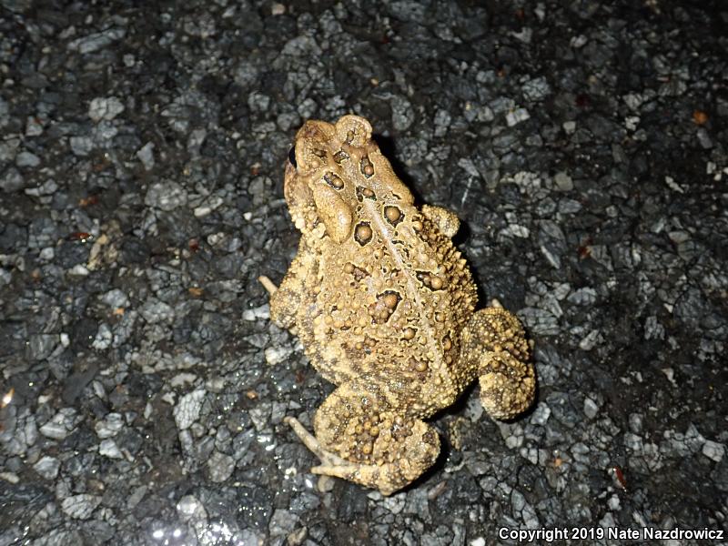 Eastern American Toad (Anaxyrus americanus americanus)