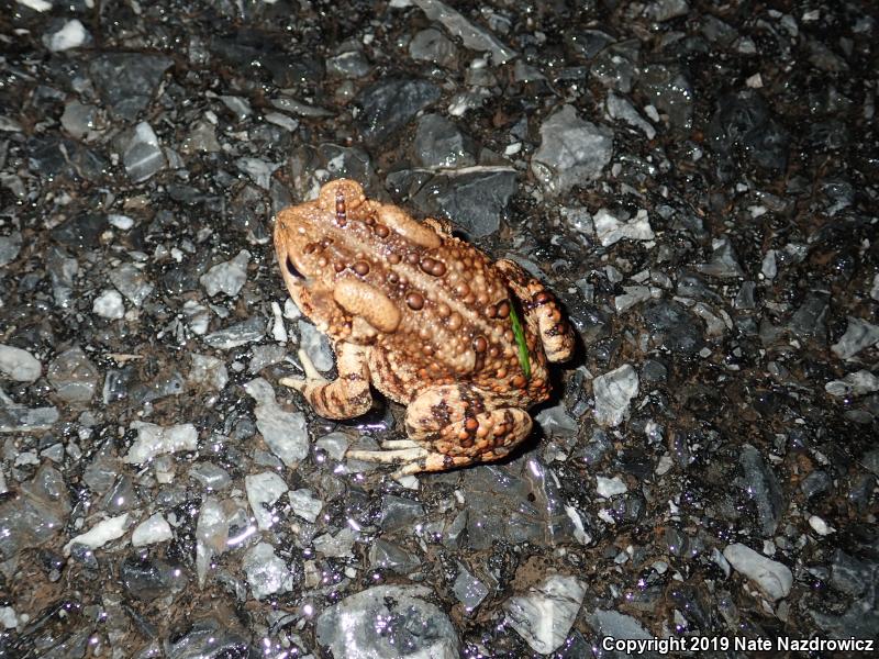 Eastern American Toad (Anaxyrus americanus americanus)