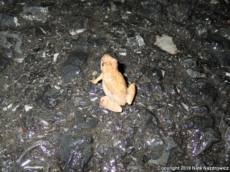 Spring Peeper (Pseudacris crucifer)