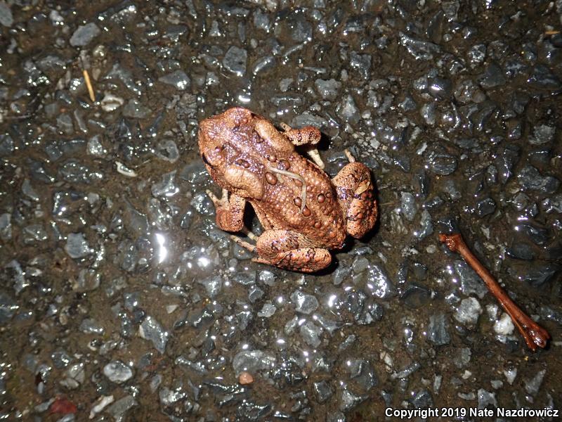 Eastern American Toad (Anaxyrus americanus americanus)