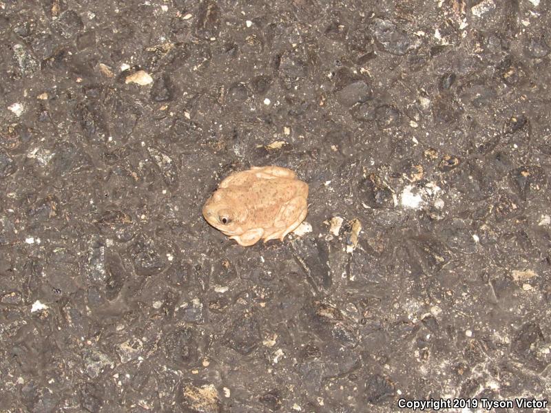 Chihuahuan Desert Spadefoot (Spea multiplicata stagnalis)