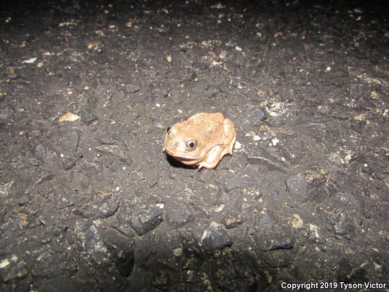 Chihuahuan Desert Spadefoot (Spea multiplicata stagnalis)