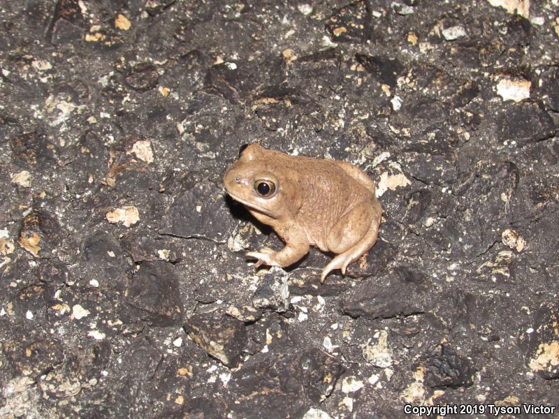 Chihuahuan Desert Spadefoot (Spea multiplicata stagnalis)