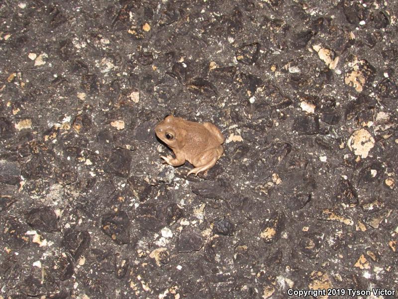 Chihuahuan Desert Spadefoot (Spea multiplicata stagnalis)