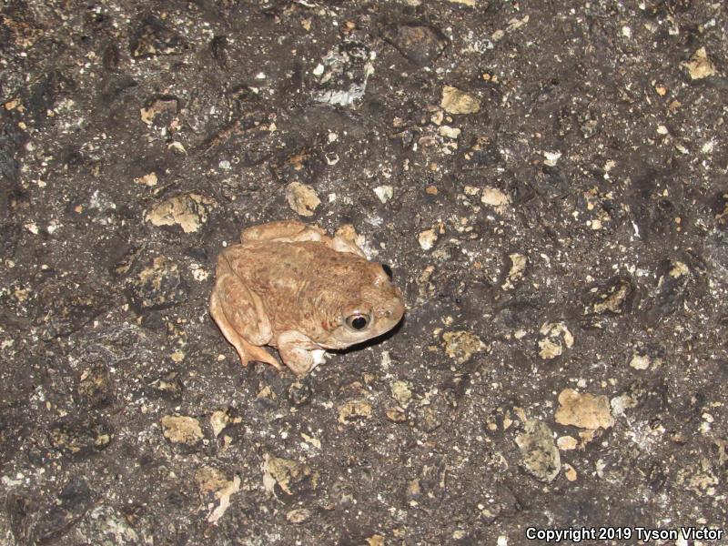 Chihuahuan Desert Spadefoot (Spea multiplicata stagnalis)