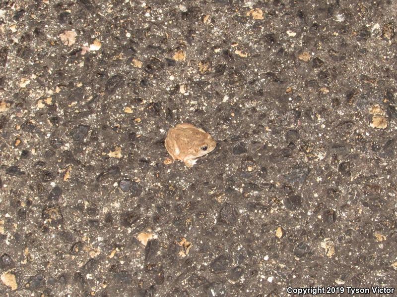 Chihuahuan Desert Spadefoot (Spea multiplicata stagnalis)