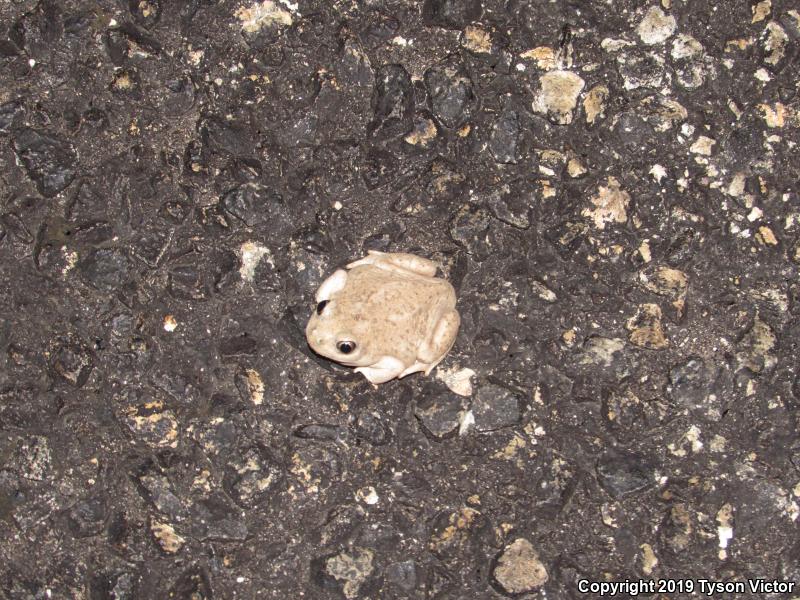 Chihuahuan Desert Spadefoot (Spea multiplicata stagnalis)