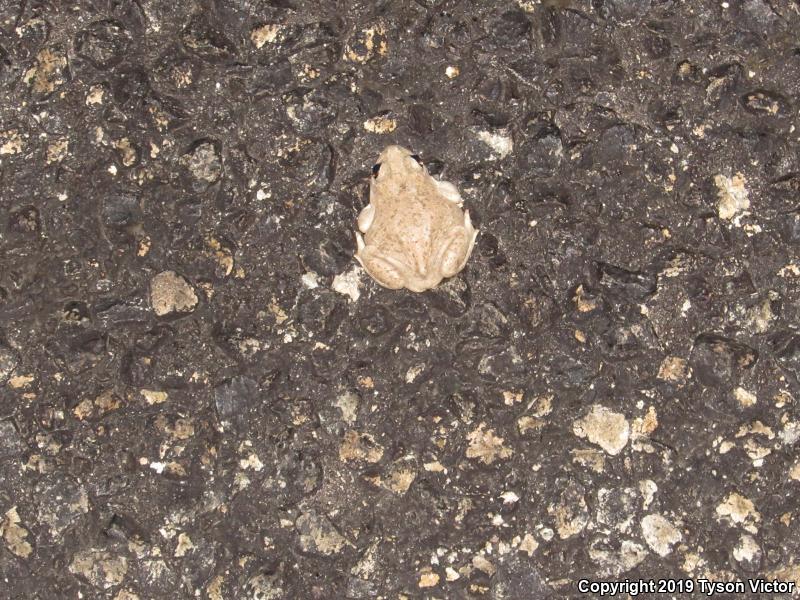 Chihuahuan Desert Spadefoot (Spea multiplicata stagnalis)