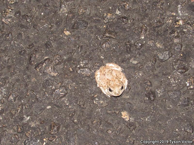 Chihuahuan Desert Spadefoot (Spea multiplicata stagnalis)