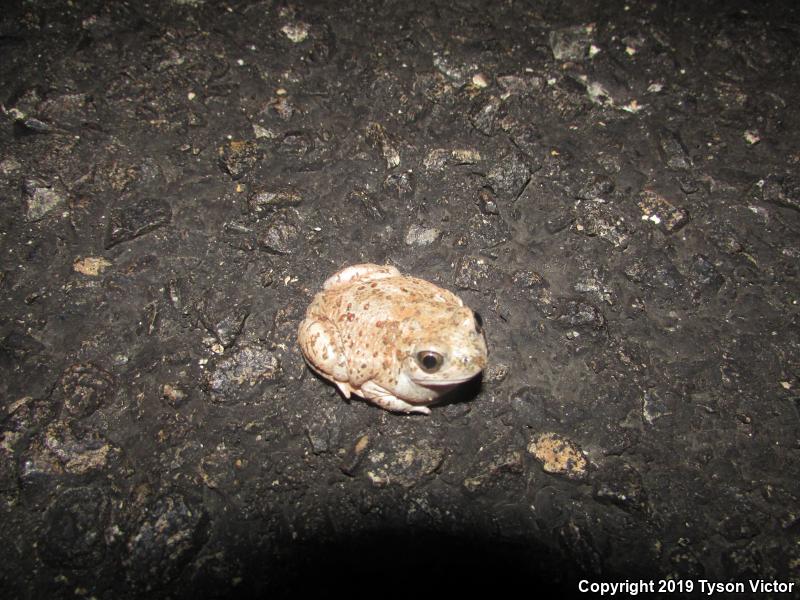 Chihuahuan Desert Spadefoot (Spea multiplicata stagnalis)