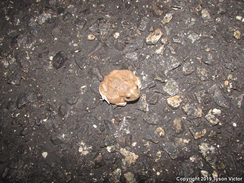 Chihuahuan Desert Spadefoot (Spea multiplicata stagnalis)