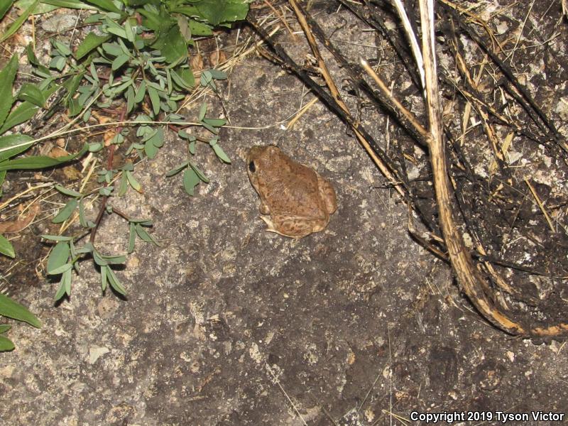 Chihuahuan Desert Spadefoot (Spea multiplicata stagnalis)