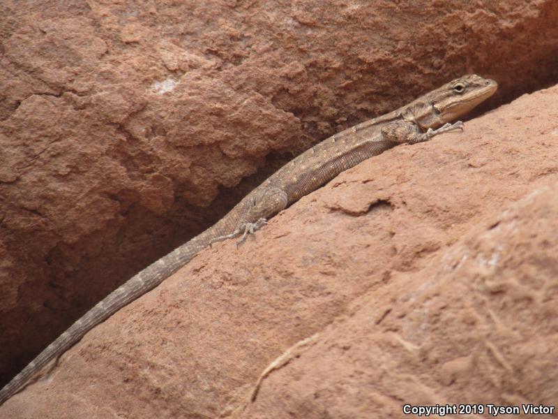 Northern Tree Lizard (Urosaurus ornatus wrighti)