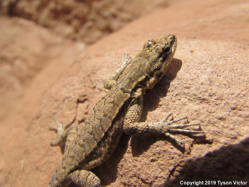 Northern Tree Lizard (Urosaurus ornatus wrighti)