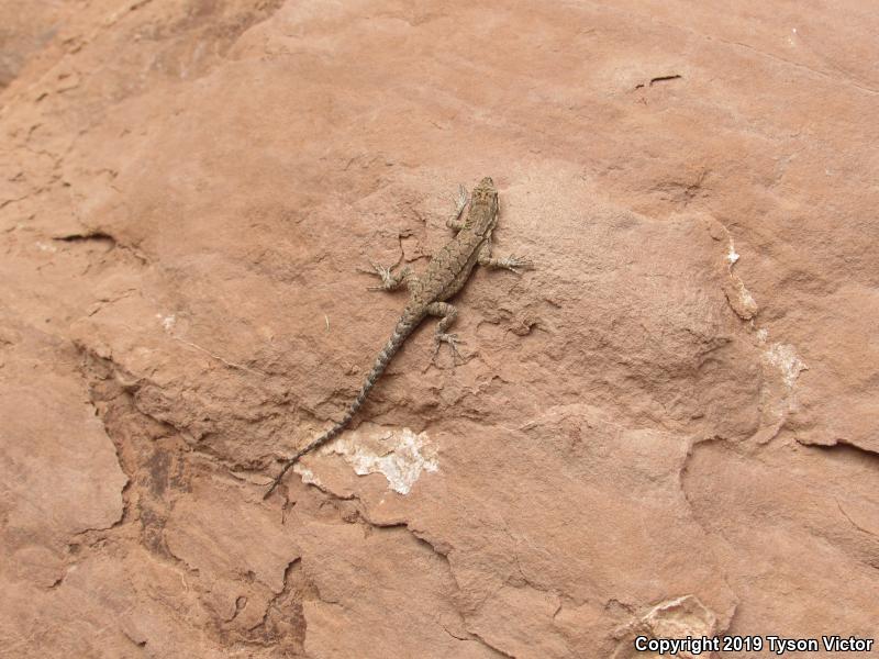 Northern Tree Lizard (Urosaurus ornatus wrighti)