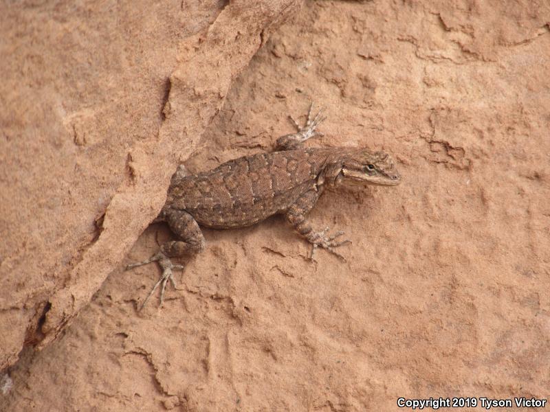 Northern Tree Lizard (Urosaurus ornatus wrighti)