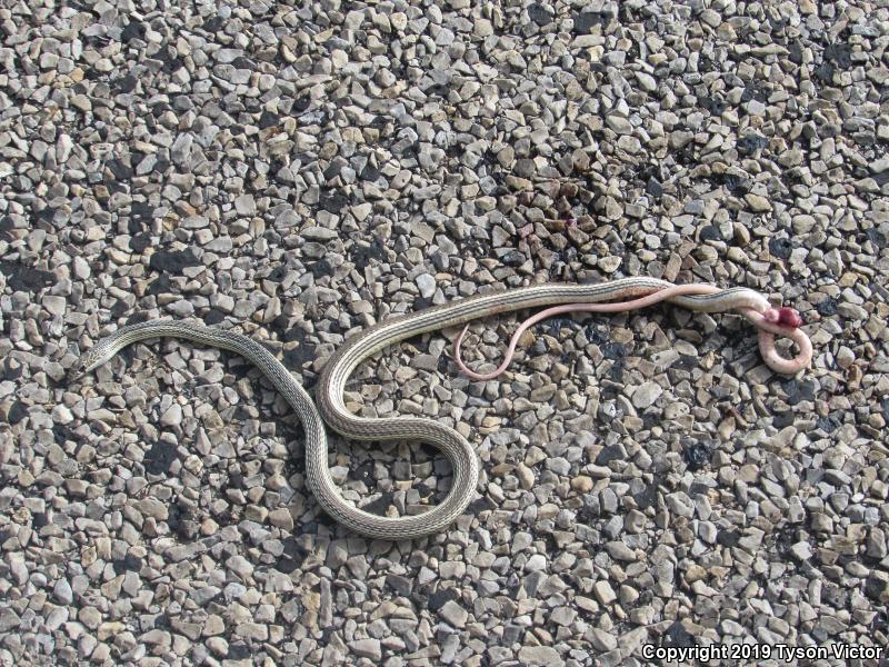 Desert Striped Whipsnake (Coluber taeniatus taeniatus)