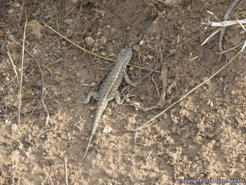 Northern Sagebrush Lizard (Sceloporus graciosus graciosus)