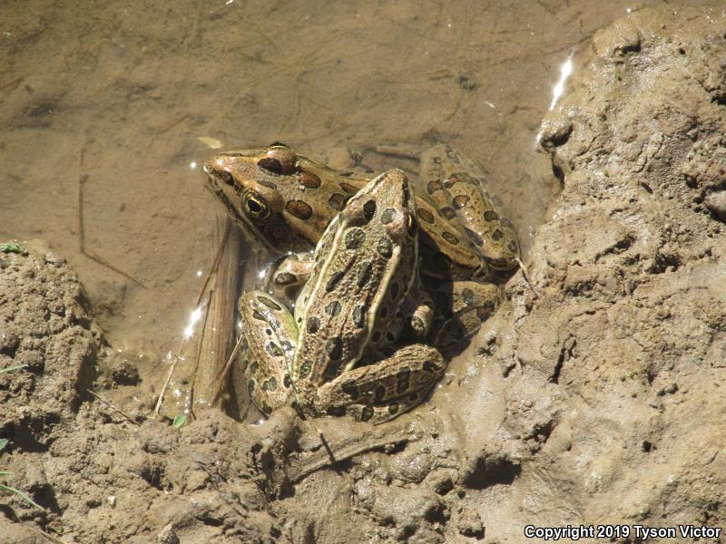 Northern Leopard Frog (Lithobates pipiens)