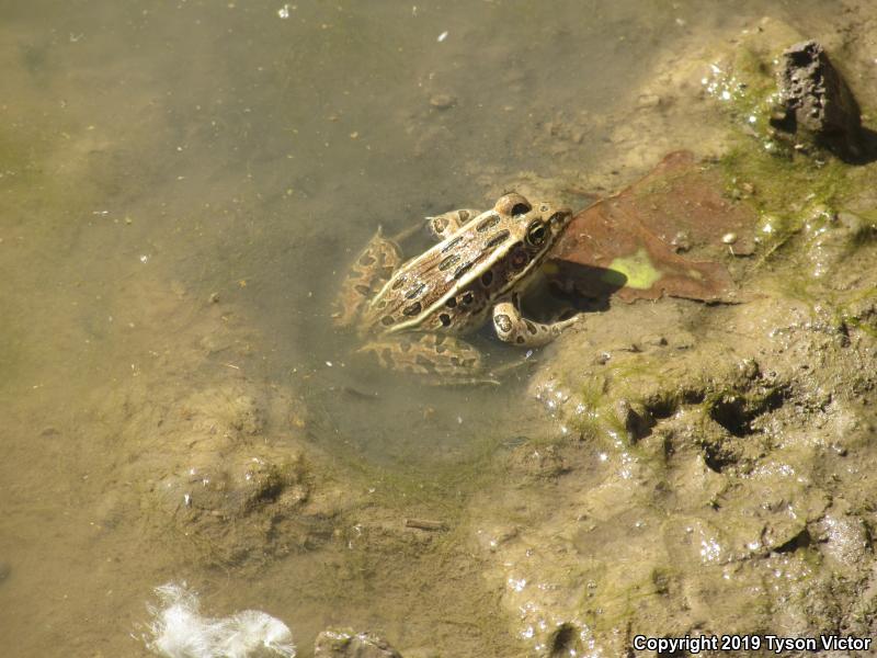 Northern Leopard Frog (Lithobates pipiens)