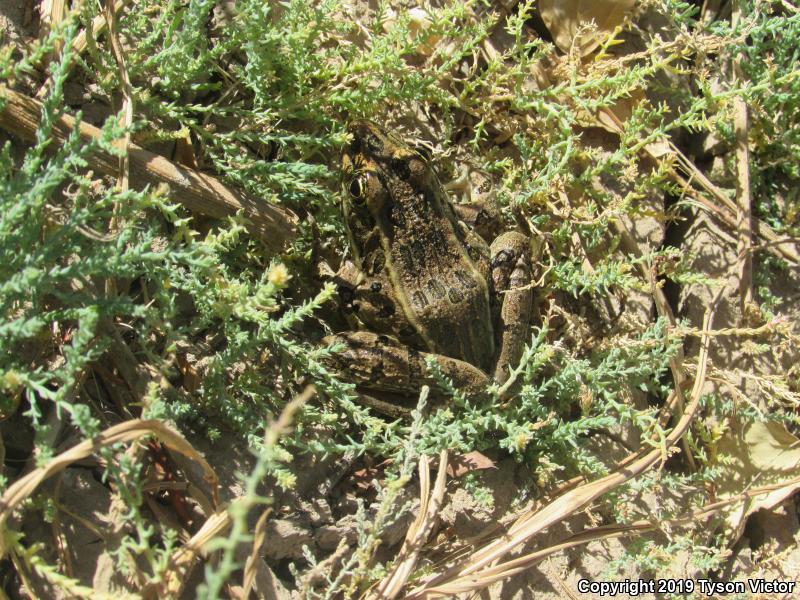 Northern Leopard Frog (Lithobates pipiens)