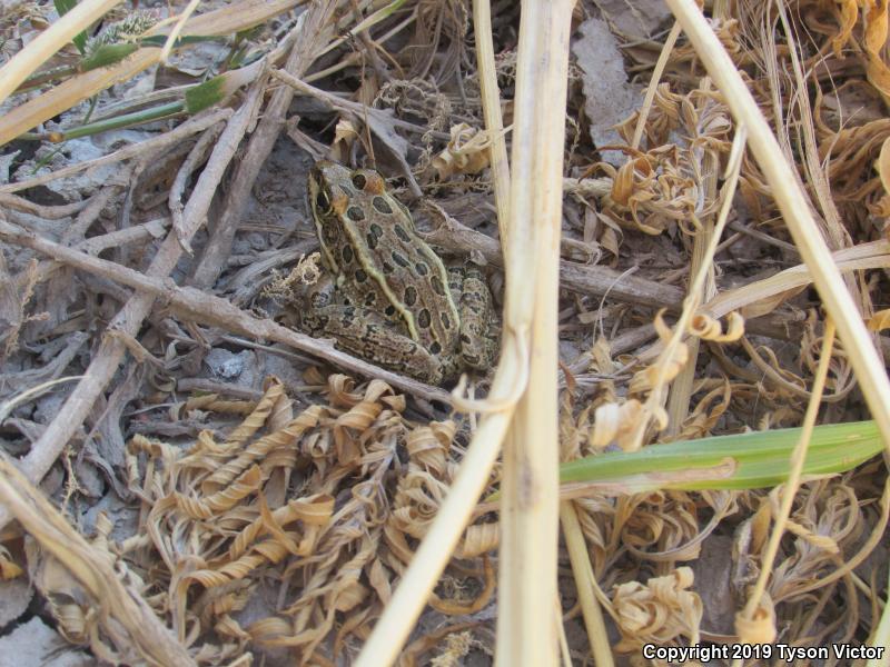 Northern Leopard Frog (Lithobates pipiens)