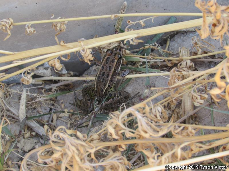 Northern Leopard Frog (Lithobates pipiens)