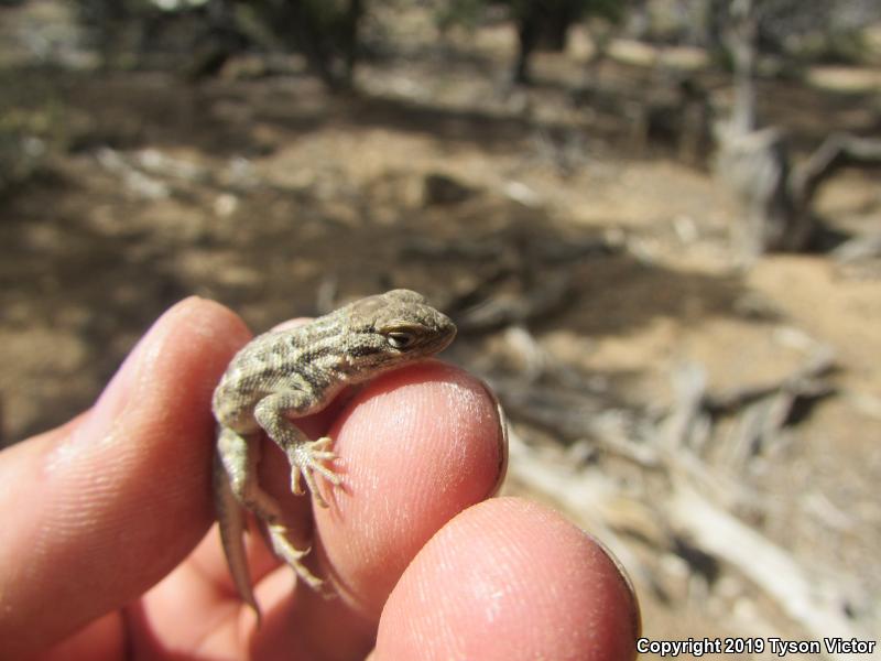 Northern Sagebrush Lizard (Sceloporus graciosus graciosus)