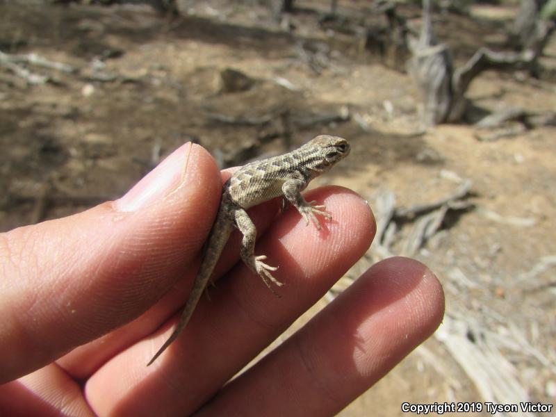 Northern Sagebrush Lizard (Sceloporus graciosus graciosus)