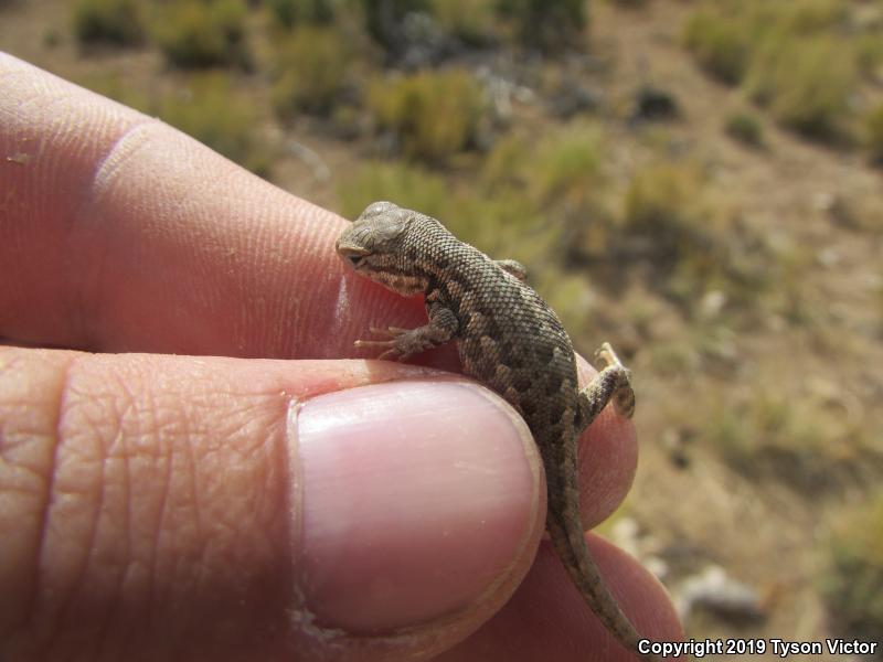 Northern Sagebrush Lizard (Sceloporus graciosus graciosus)