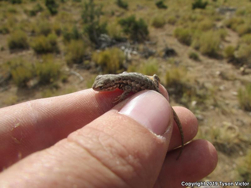 Northern Sagebrush Lizard (Sceloporus graciosus graciosus)