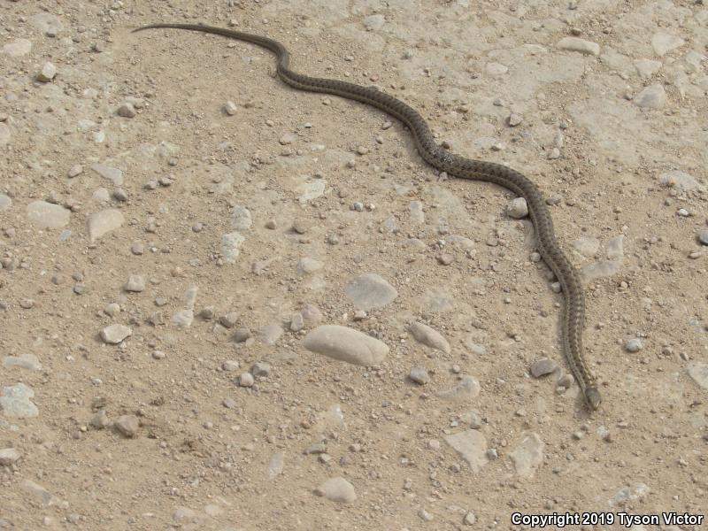 Wandering Gartersnake (Thamnophis elegans vagrans)