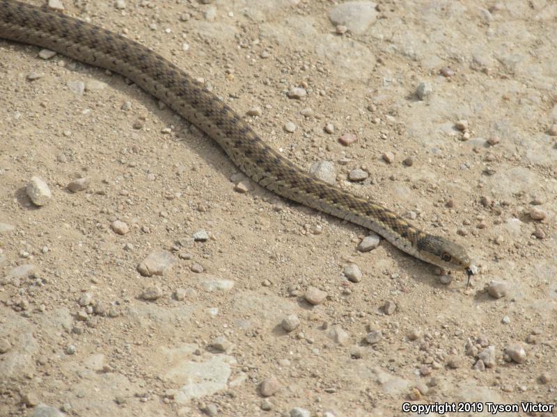 Wandering Gartersnake (Thamnophis elegans vagrans)