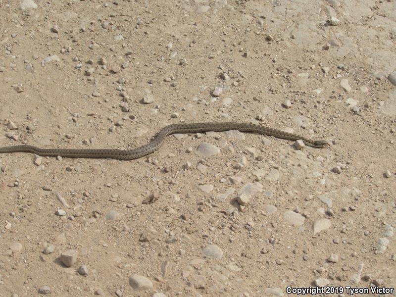 Wandering Gartersnake (Thamnophis elegans vagrans)