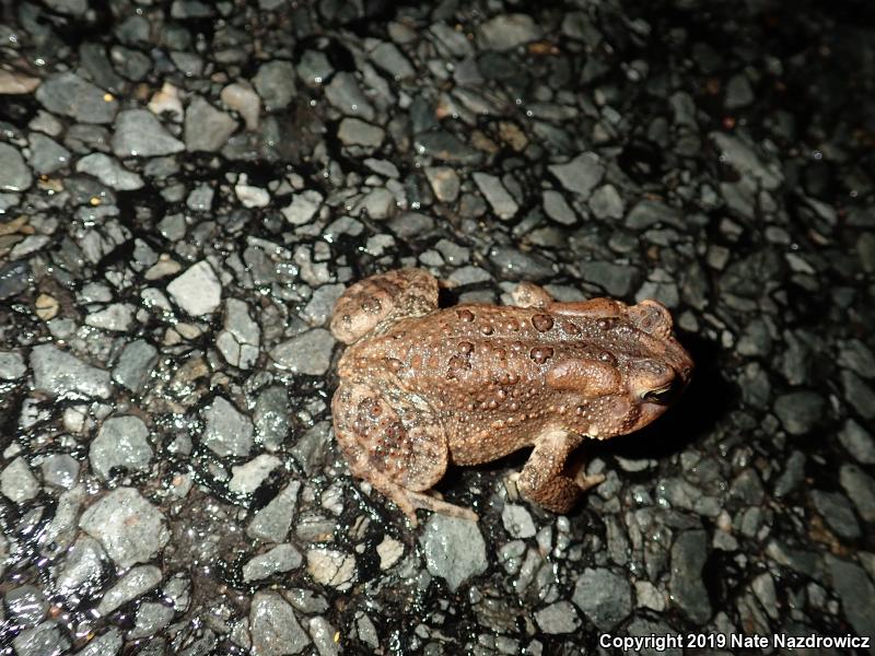 Eastern American Toad (Anaxyrus americanus americanus)