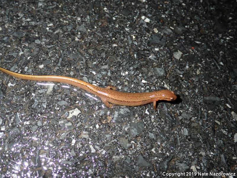 Northern Two-lined Salamander (Eurycea bislineata)