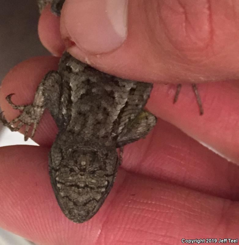 Great Basin Fence Lizard (Sceloporus occidentalis longipes)