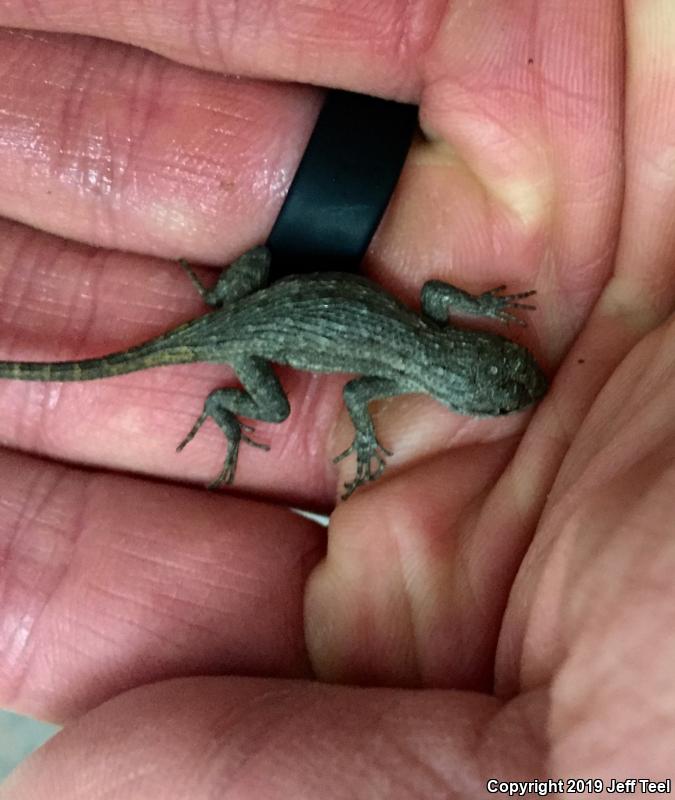 Great Basin Fence Lizard (Sceloporus occidentalis longipes)