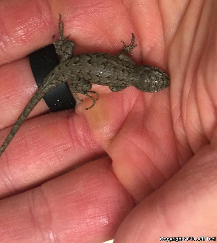 Great Basin Fence Lizard (Sceloporus occidentalis longipes)