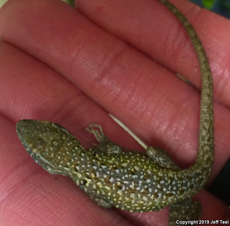 Western Side-blotched Lizard (Uta stansburiana elegans)