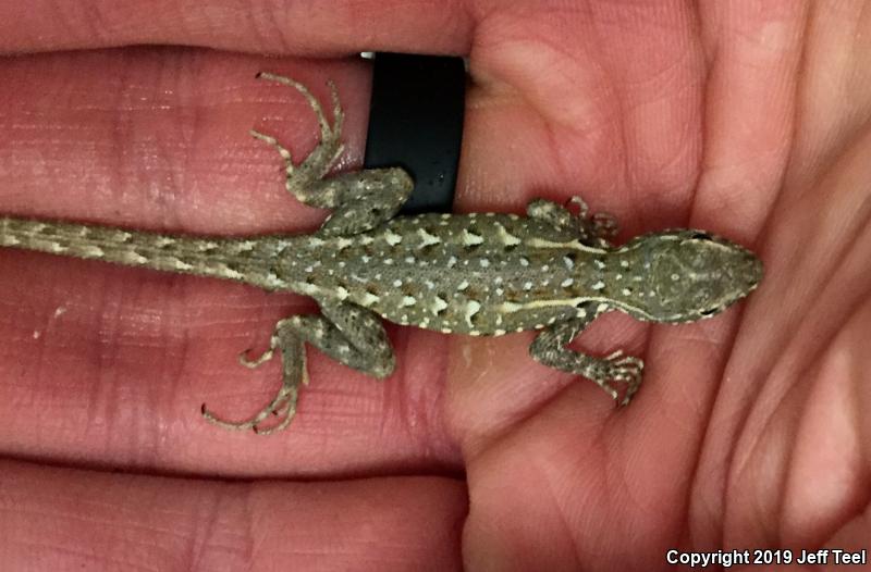 Western Side-blotched Lizard (Uta stansburiana elegans)