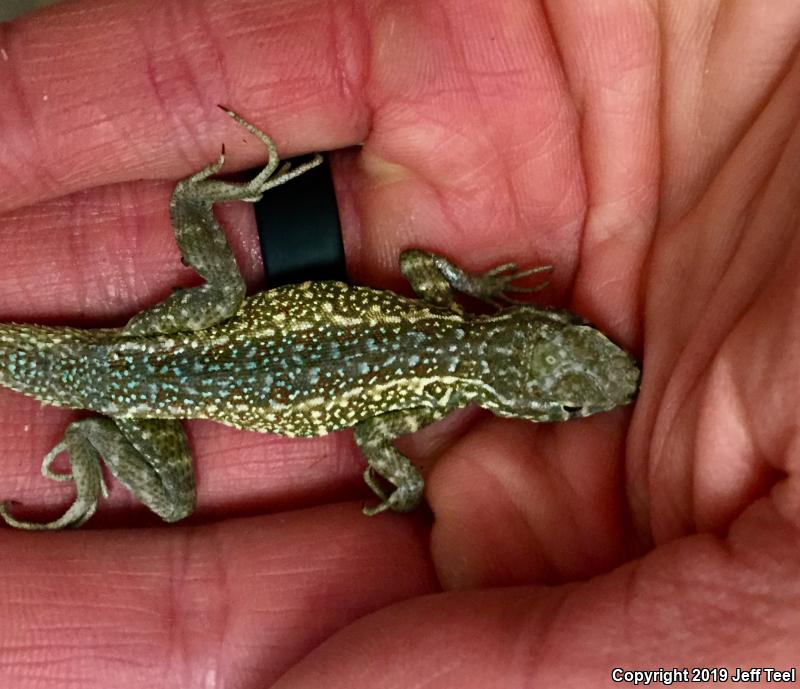 Western Side-blotched Lizard (Uta stansburiana elegans)