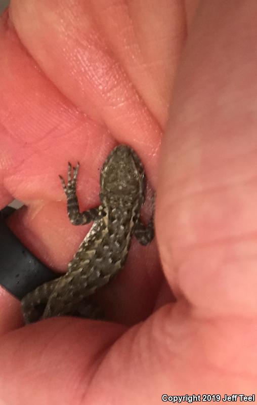 Western Side-blotched Lizard (Uta stansburiana elegans)