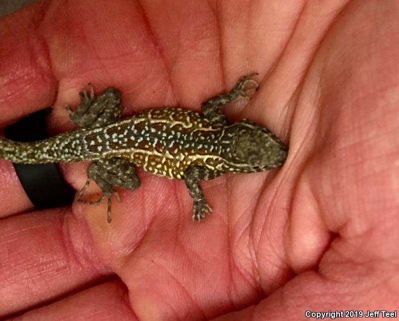 Western Side-blotched Lizard (Uta stansburiana elegans)