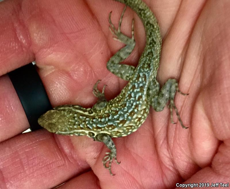 Western Side-blotched Lizard (Uta stansburiana elegans)