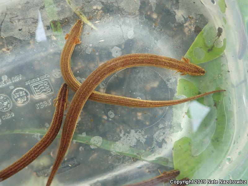 Narrow-striped Dwarf Siren (Pseudobranchus axanthus axanthus)