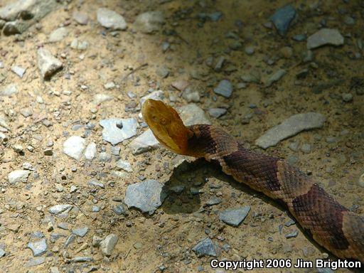 Northern  Copperhead (Agkistrodon contortrix mokasen)